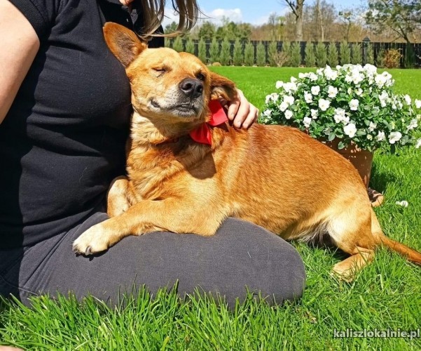 oczko-pozytywny-przyjazny-wychowany-psiak-43156-kalisz.jpg