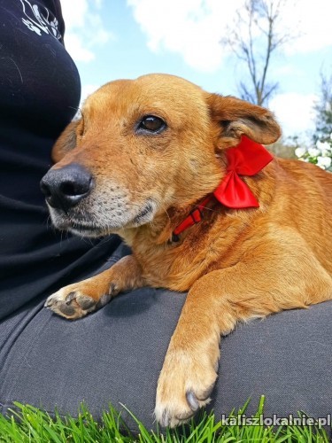 oczko-pozytywny-przyjazny-wychowany-psiak-43156-zdjecia.jpg