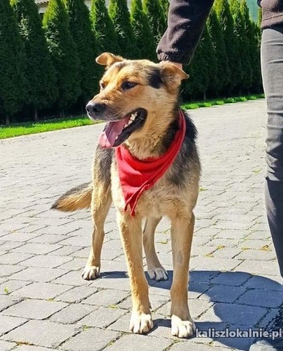 olus-niesmialy-psiak-szuka-domu-43157-kalisz.jpg