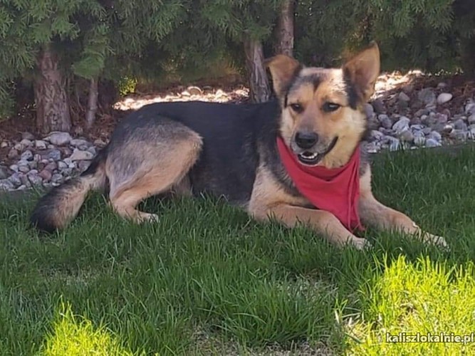 olus-niesmialy-psiak-szuka-domu-43157-sprzedam.jpg