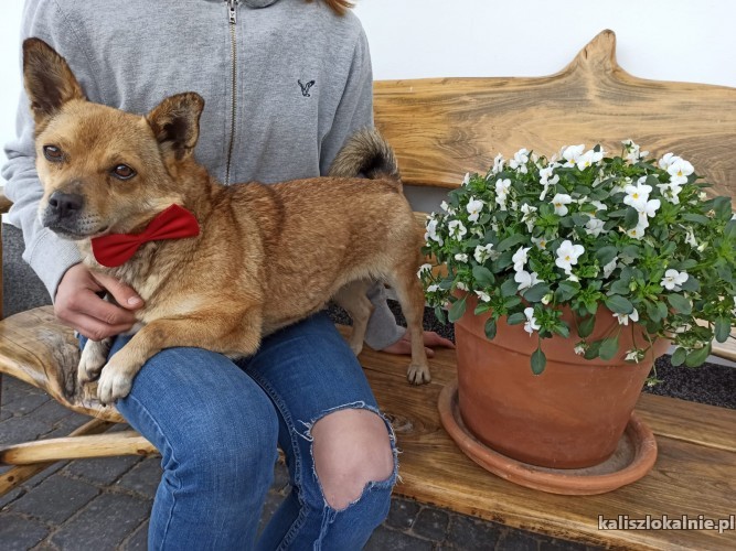 psotka-niewielka-mlodziutka-sunia-do-pokochania-43159-kalisz.jpg