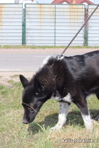 czort-mlody-aktywny-karelski-pies-mix-43165-kalisz-do-sprzedania.jpg
