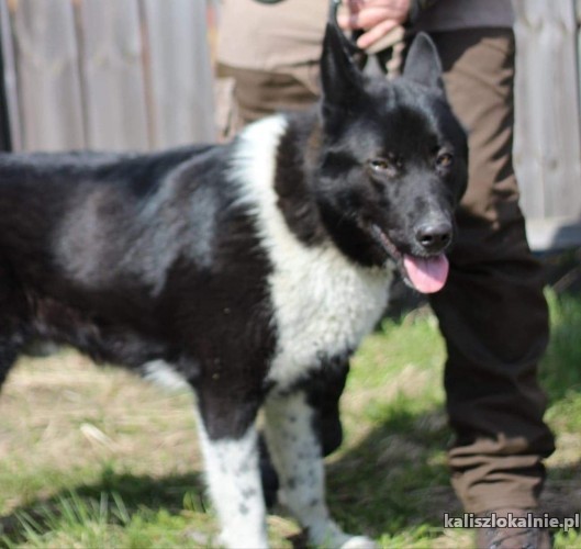 czort-mlody-aktywny-karelski-pies-mix-43165-kalisz-na-sprzedaz.jpg