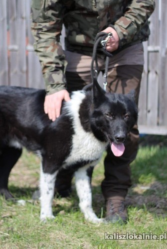 czort-mlody-aktywny-karelski-pies-mix-43165-kalisz.jpg
