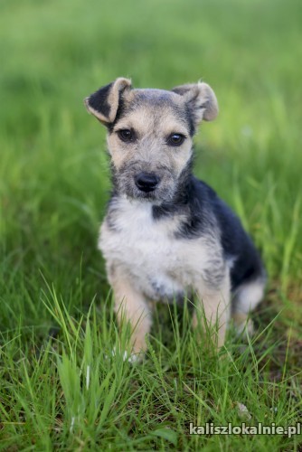 fibi-i-fiks-3-miesieczne-szczeniaki-w-typie-terrierka-43200-kalisz-foto.jpg