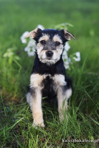 fibi-i-fiks-3-miesieczne-szczeniaki-w-typie-terrierka-43200-kalisz-na-sprzedaz.jpg