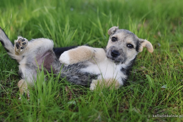 fibi-i-fiks-3-miesieczne-szczeniaki-w-typie-terrierka-43200-kalisz.jpg