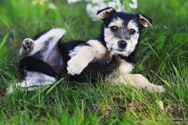 fibi-i-fiks-3-miesieczne-szczeniaki-w-typie-terrierka-43200-sprzedam.jpg