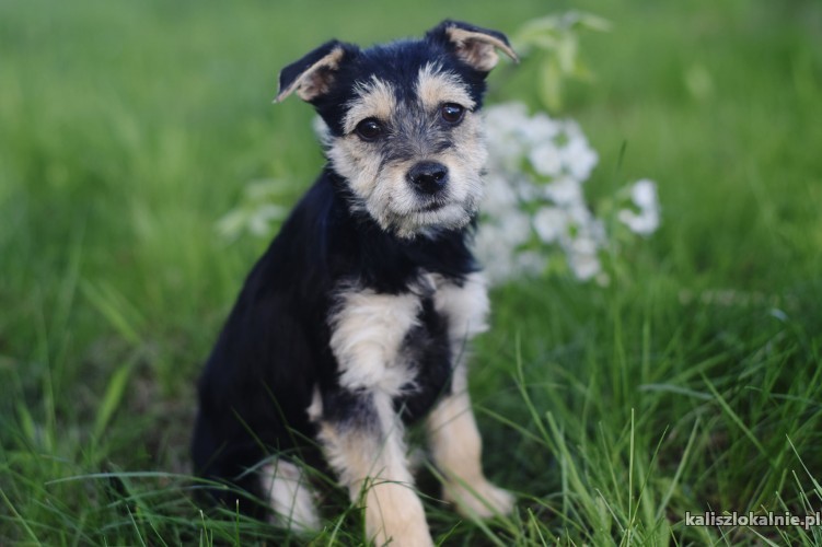 fibi-i-fiks-3-miesieczne-szczeniaki-w-typie-terrierka-43200-zdjecia.jpg