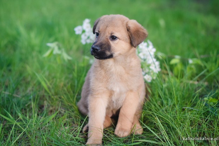 beti-i-bartek-8-tygodniowe-brzdace-do-pokochania-43201-kalisz.jpg