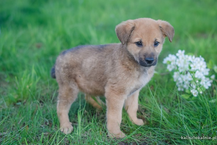 beti-i-bartek-8-tygodniowe-brzdace-do-pokochania-43201-psy.jpg