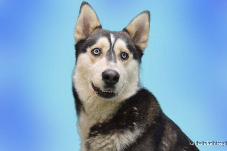 ares-pelen-energii-piekny-husky-mix-43204-kalisz.jpg