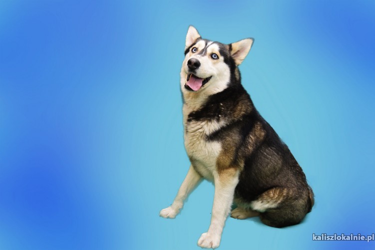 ares-pelen-energii-piekny-husky-mix-43204-psy.jpg