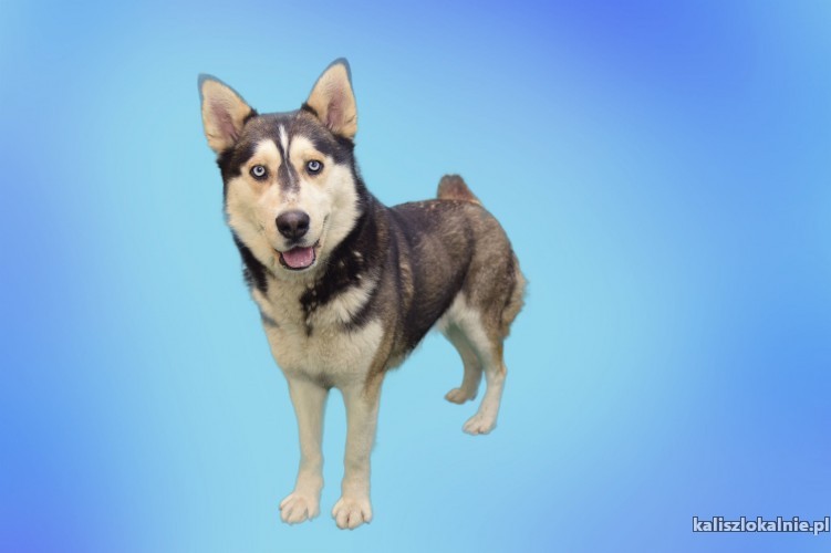 ares-pelen-energii-piekny-husky-mix-43204-sprzedam.jpg