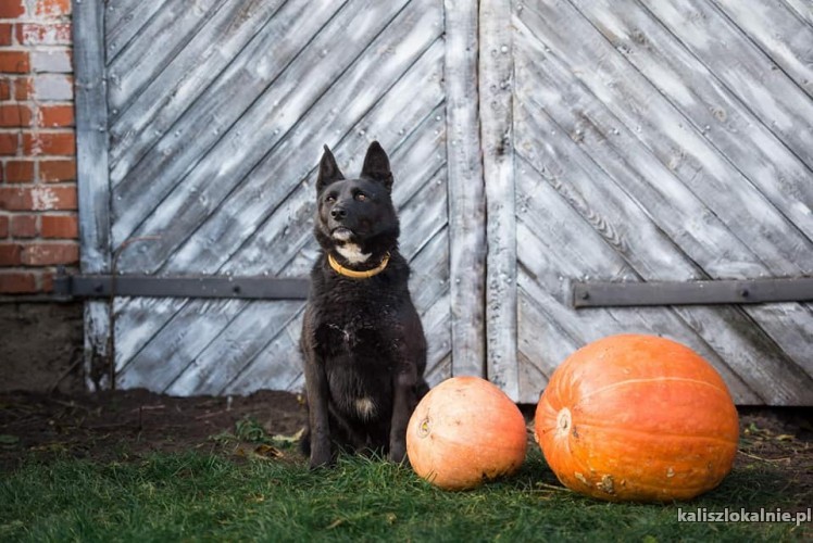 onyx-wesoly-pelen-energii-owczarek-do-adopcji-43206-kalisz-foto.jpg