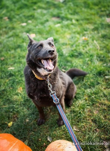 onyx-wesoly-pelen-energii-owczarek-do-adopcji-43206-kalisz-na-sprzedaz.jpg