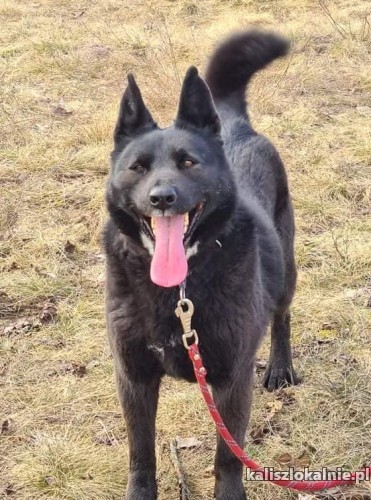 onyx-wesoly-pelen-energii-owczarek-do-adopcji-43206-kalisz.jpg