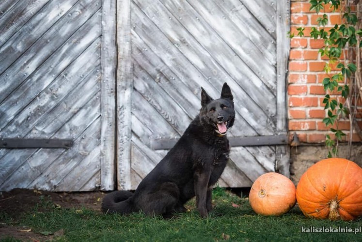 onyx-wesoly-pelen-energii-owczarek-do-adopcji-43206-sprzedam.jpg