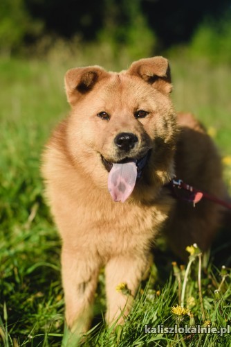 boni-mloda-niesamowicie-przyjazna-chow-chow-mix-43221-kalisz.jpg