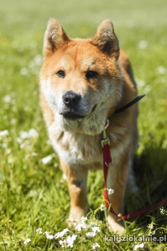 klait-2-letni-akita-mix-szuka-domu-43222-kalisz.jpg