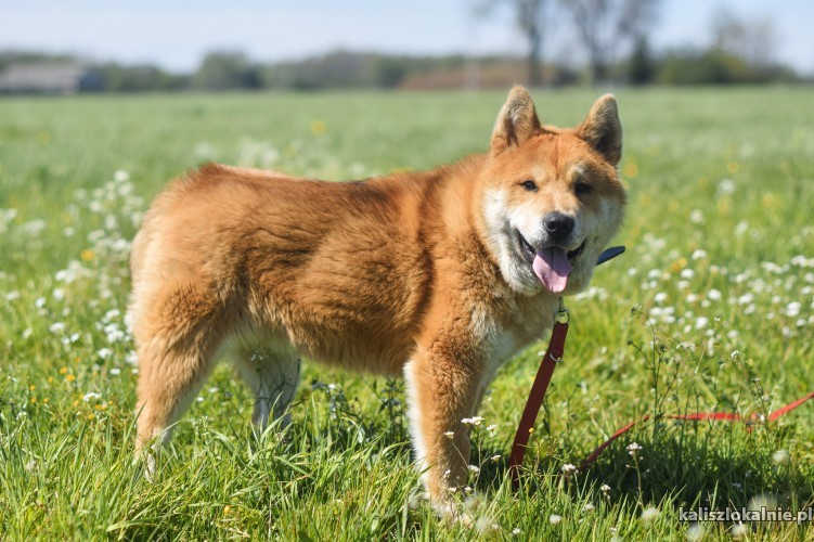 klait-2-letni-akita-mix-szuka-domu-43222-psy.jpg