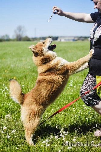 klait-2-letni-akita-mix-szuka-domu-43222-sprzedam.jpg