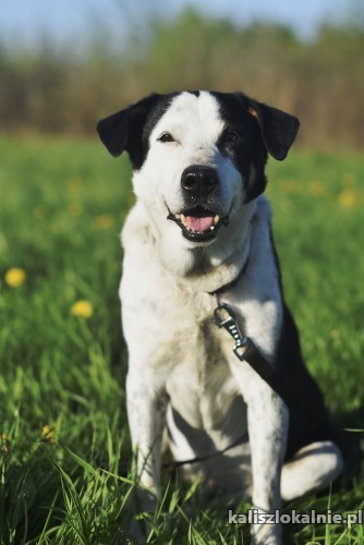 cudowny-lagodny-lupus-szuka-kochajacego-domu-43224-kalisz-foto.jpg