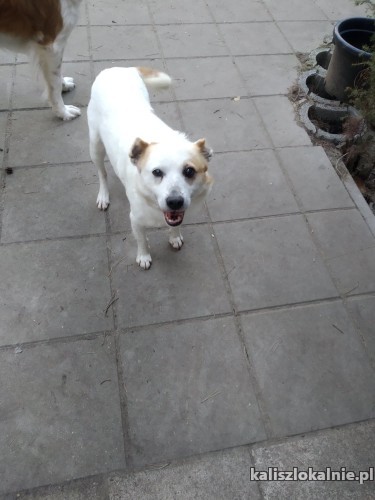 puszek-przyjazny-niekonfliktowy-psiak-szuka-domu-43268-kalisz-foto.jpg