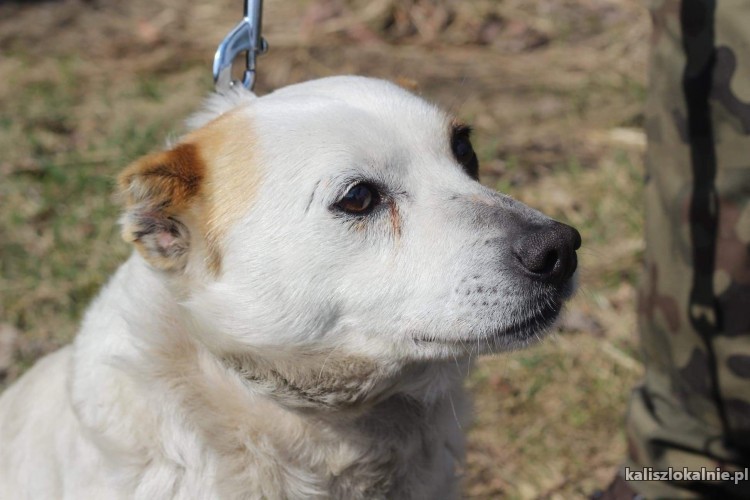 puszek-przyjazny-niekonfliktowy-psiak-szuka-domu-43268-kalisz-na-sprzedaz.jpg