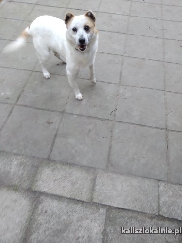 puszek-przyjazny-niekonfliktowy-psiak-szuka-domu-43268-sprzedam.jpg