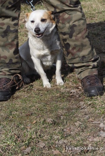 puszek-przyjazny-niekonfliktowy-psiak-szuka-domu-43268-zdjecia.jpg