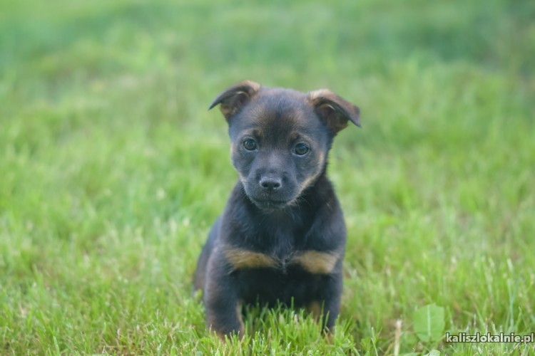 10-tygodniowe-maluchy-szukaja-odpowiedzialnych-domow-43274-kalisz-do-sprzedania.jpg