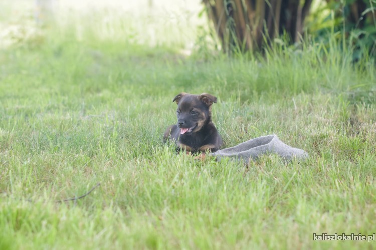 10-tygodniowe-maluchy-szukaja-odpowiedzialnych-domow-43274-kalisz-foto.jpg