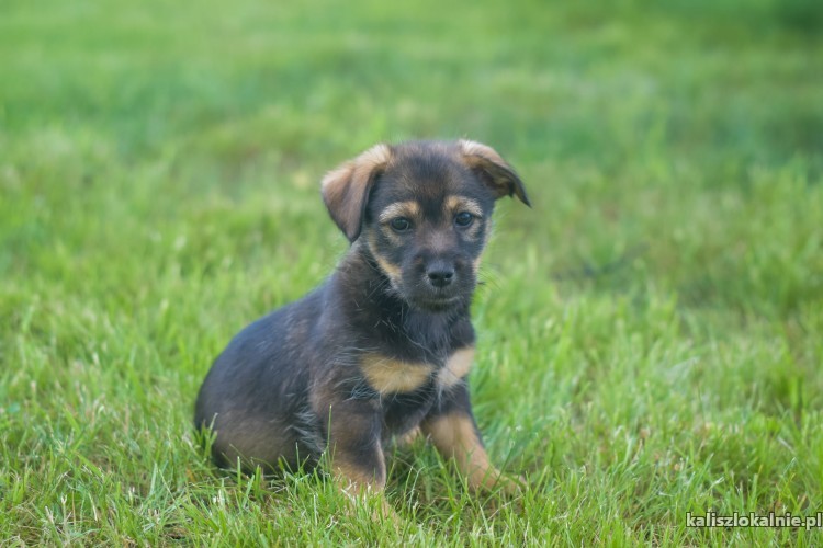 10-tygodniowe-maluchy-szukaja-odpowiedzialnych-domow-43274-kalisz.jpg