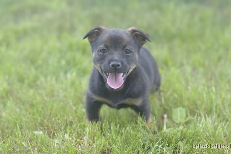 10-tygodniowe-maluchy-szukaja-odpowiedzialnych-domow-43274-psy.jpg