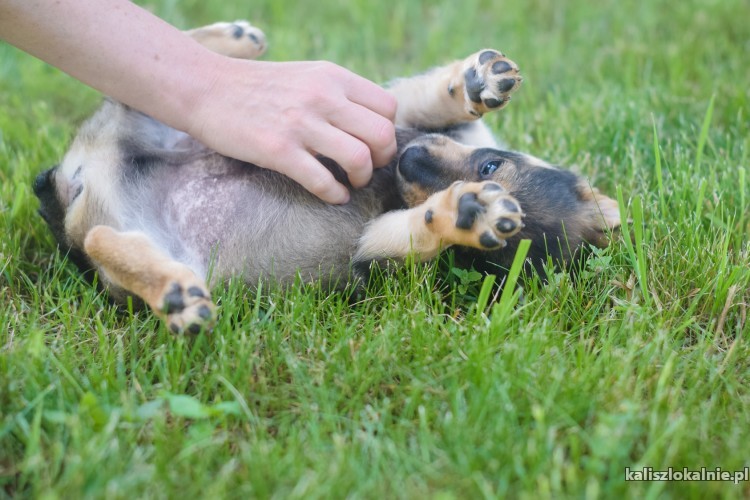 10-tygodniowe-maluchy-szukaja-odpowiedzialnych-domow-43274-sprzedam.jpg
