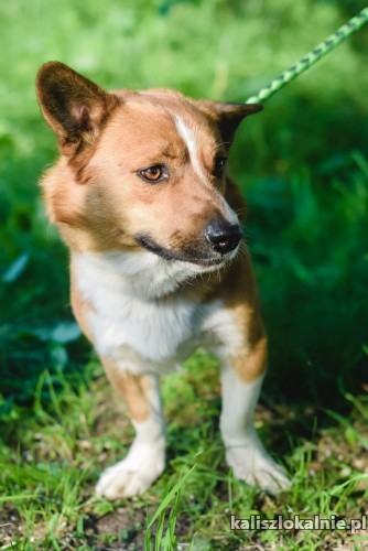 bajron-niewielki-uroczy-psiak-szuka-domu-43298-kalisz.jpg