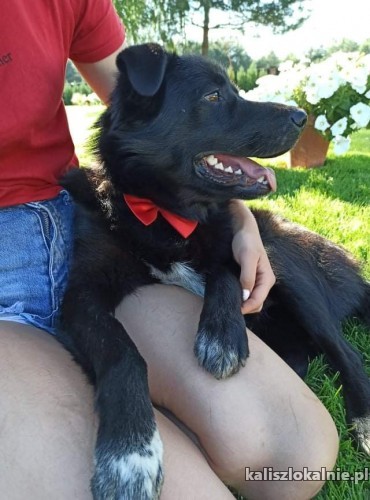 adas-uroczy-dzieciolobny-przyjazny-psiak-43327-zdjecia.jpg
