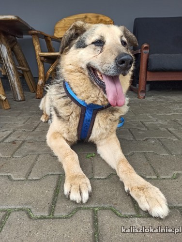 alf-niekonfliktowy-przytulas-do-pokochania-43328-kalisz.jpg