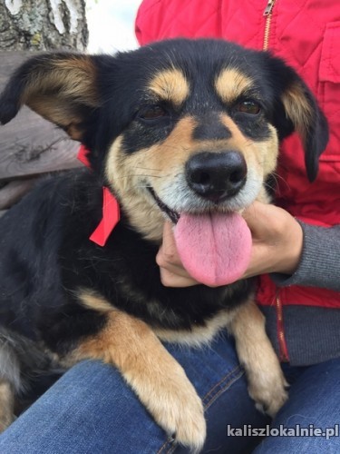 bozenka-kochana-sunia-szuka-wspanialego-domu-43338-psy.jpg
