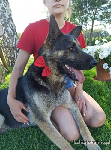 donat-mlody-owczarkowaty-psiak-wesoly-i-rodzinny-43339-sprzedam.jpg
