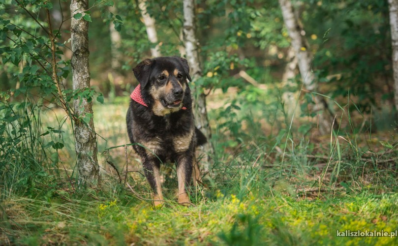 leos-wielkie-serce-spokoj-i-milosc-w-jednym-psie-43357-kalisz-do-sprzedania.jpg