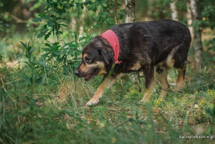 leos-wielkie-serce-spokoj-i-milosc-w-jednym-psie-43357-kalisz-foto.jpg