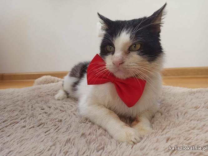 bonifacy-domowy-kotek-szuka-kochajacego-domu-43366-sprzedam.jpg