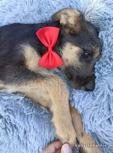 meliska-6-miesieczny-wesoly-psi-dzieciak-szuka-domu-43368-kalisz.jpg