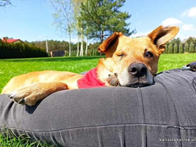 oczko-zakochany-w-czlowieku-psiak-szuka-domu-43373-kalisz.jpg