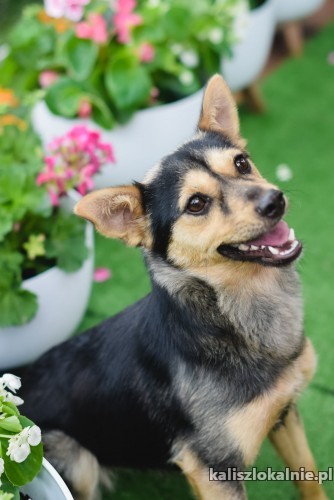 korba-mlodziutka-przyjazna-sunia-do-pokochania-43380-psy.jpg
