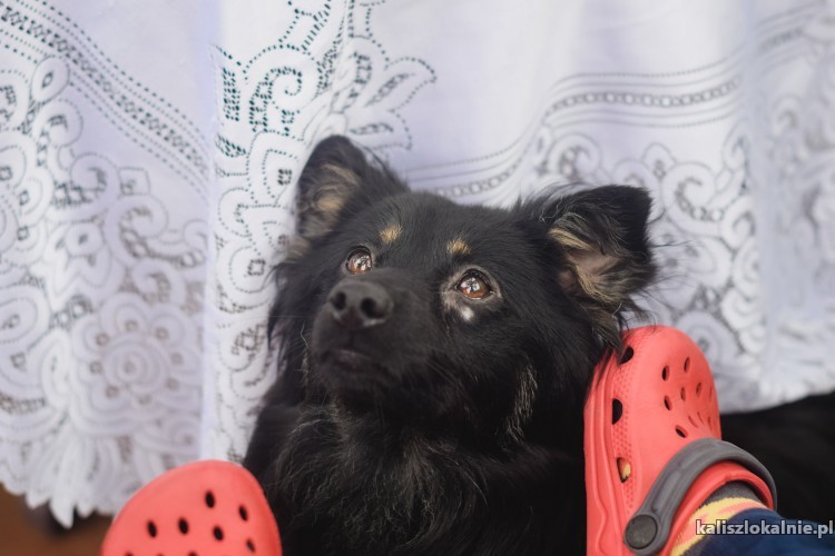 nemo-2letni-niewielki-psiaczek-szuka-domu-43395-kalisz.jpg