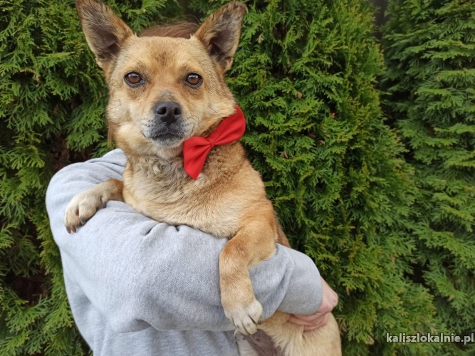 psotka-kochana-i-wesola-mala-sunia-do-adopcji-43399-sprzedam.jpg