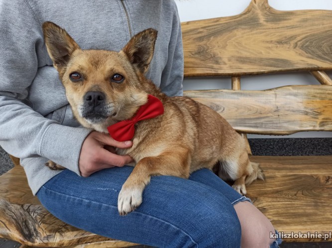 psotka-kochana-i-wesola-mala-sunia-do-adopcji-43399-zdjecia.jpg